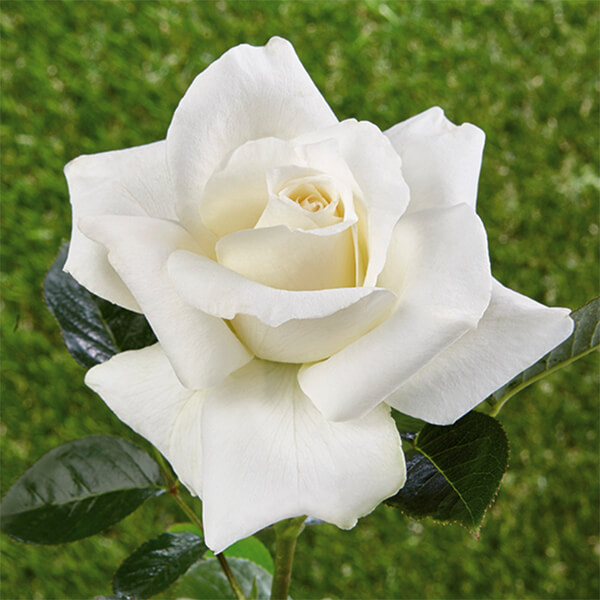 Rosa histórica