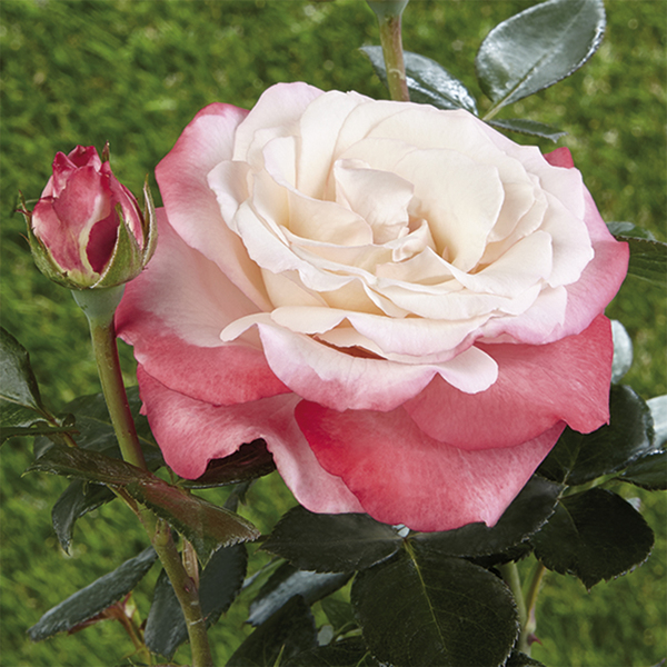 Rosa de arriate