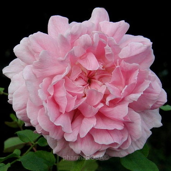 Rosa - Rosas inglesas - rosa de fragancia discreta - Rosal Ausglisten -  Comprar rosales online - - PharmaRosa®