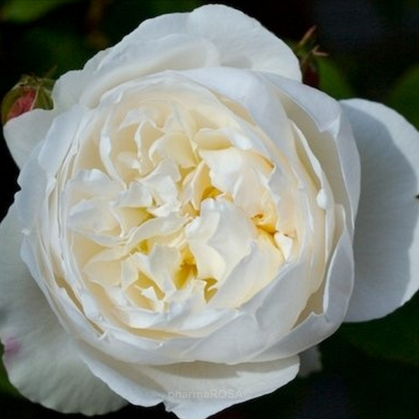 Rosas inglesas - blanco - Viveros y Jardinería online - White Mary Rose™ -  rosa de fragancia discreta ? PharmaRosa®